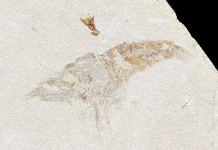 Fossil Mantis Shrimp (Sculda syriaca) - Lebanon #43554